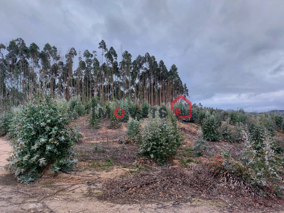 Terreno para Venda em Espite Foto 7