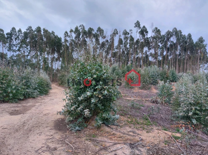 Terreno para Venda em Espite
