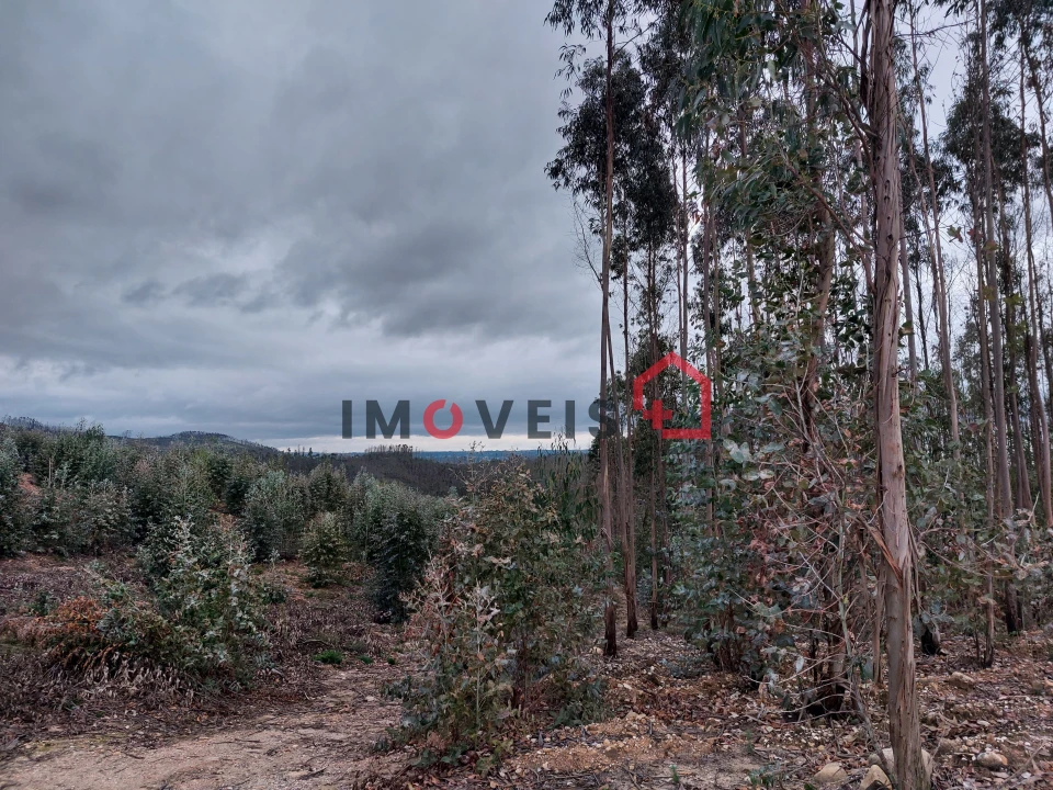 Terreno para Venda em Espite Foto 5