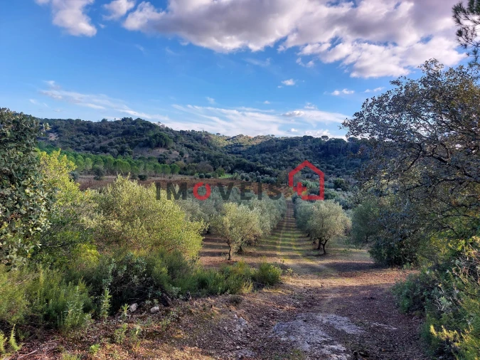 Terreno para Venda em Chancelaria Foto 5