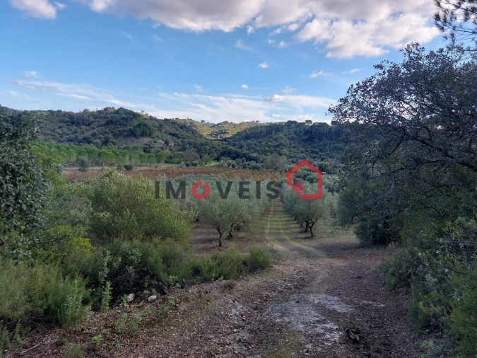 Terreno para Venda em Chancelaria Foto 4