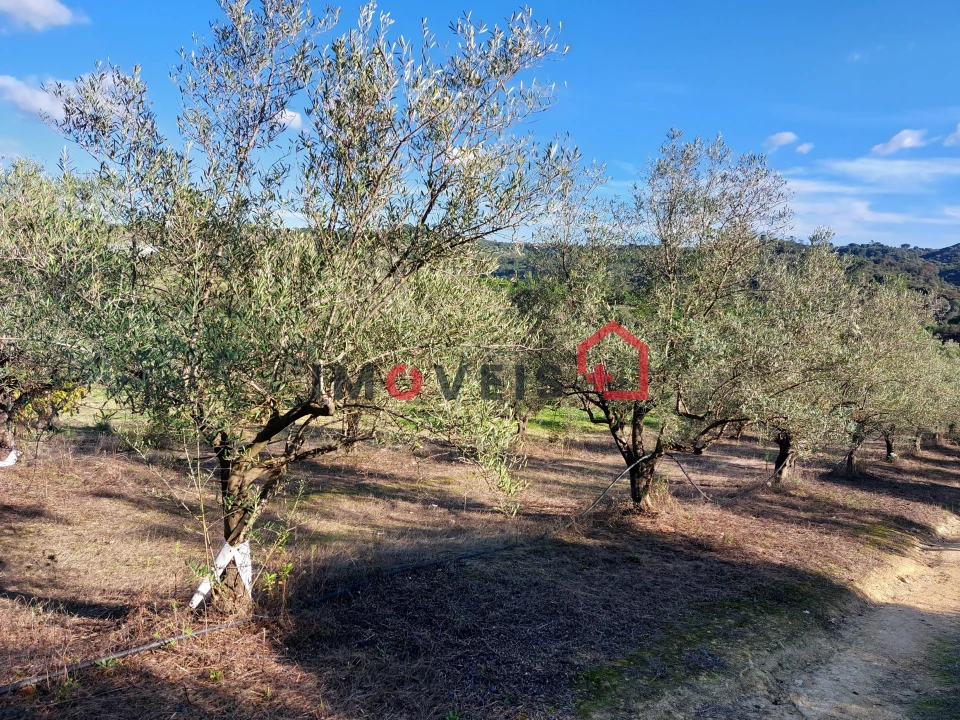 Terreno para Venda em Chancelaria Foto 7