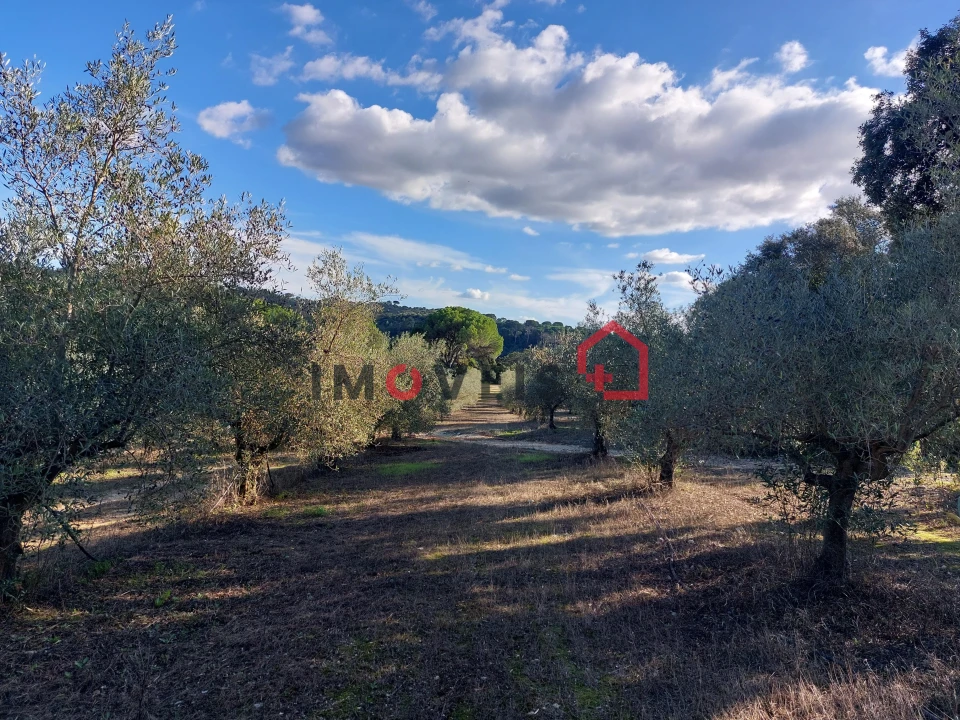 Terreno para Venda em Chancelaria Foto 6