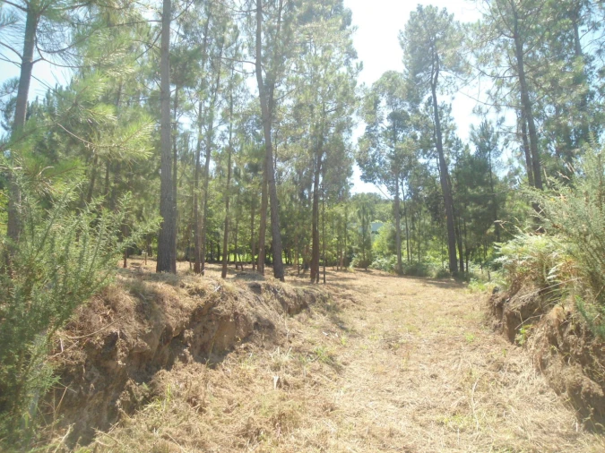 Terreno para Venda em Reboreda e Nogueira Foto 2