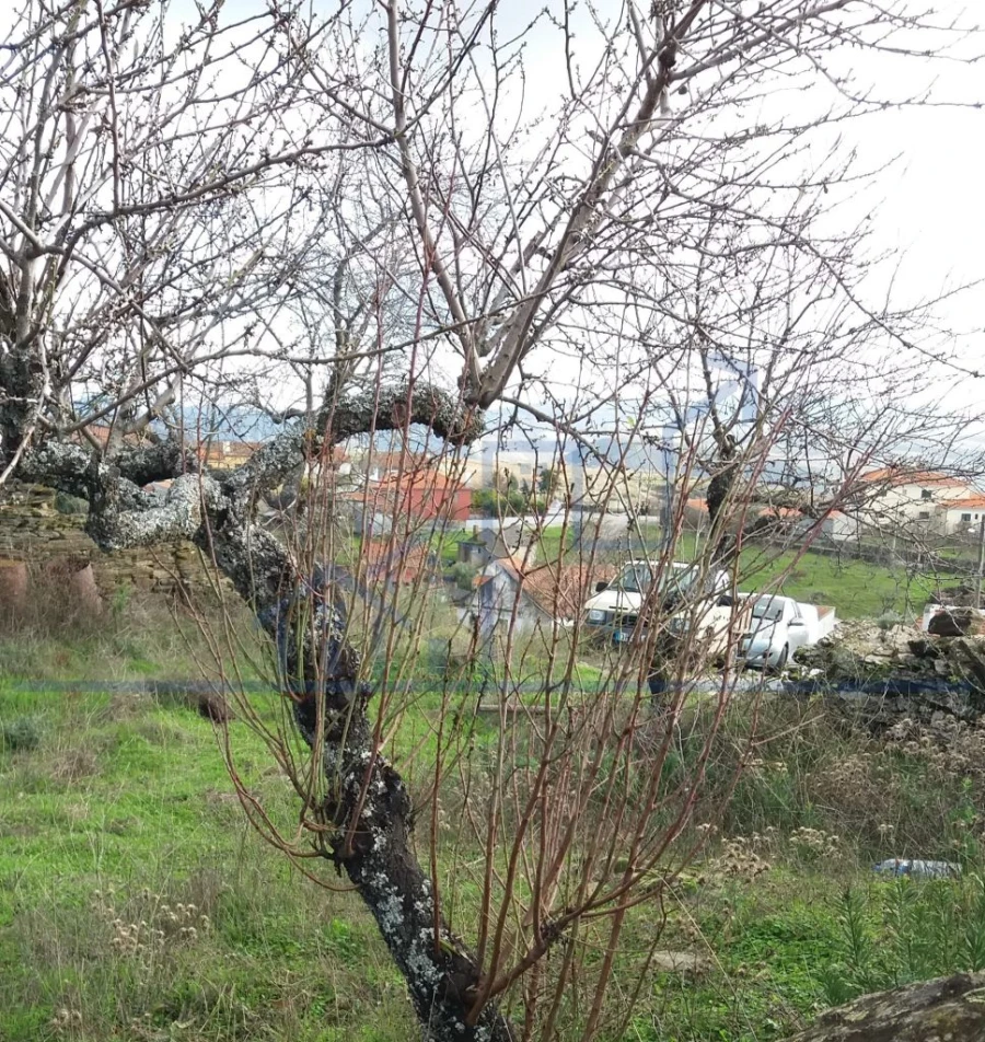 Terreno para Venda em Açoreira Foto 6