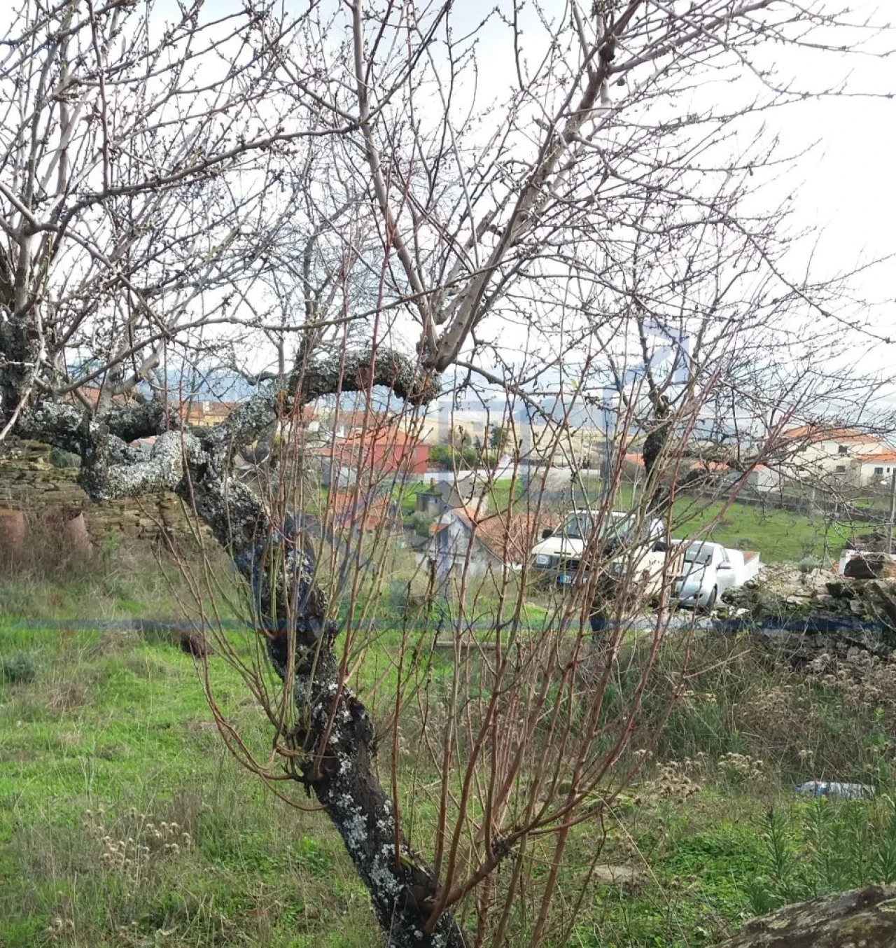 Terreno para Venda em Açoreira Foto 6