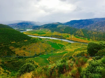 Terreno para Venda em Torre de Moncorvo