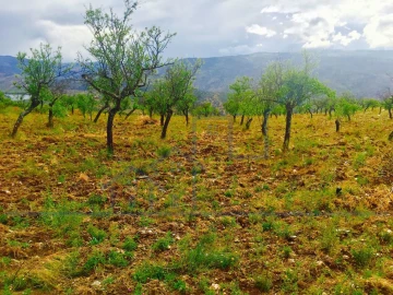Terreno para Venda em Torre de Moncorvo