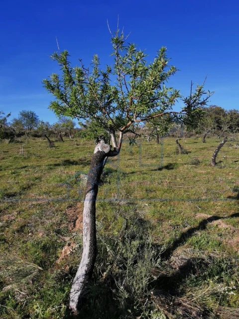Terreno para Venda em Torre de Moncorvo