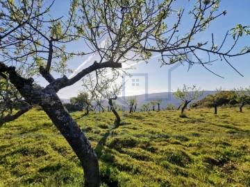 Terreno para Venda em Torre de Moncorvo