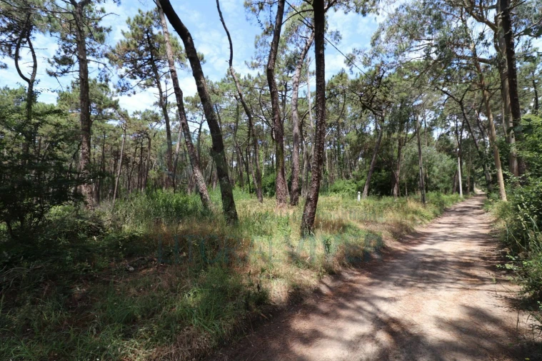 Terreno para Venda em Apúlia e Fão Foto 2