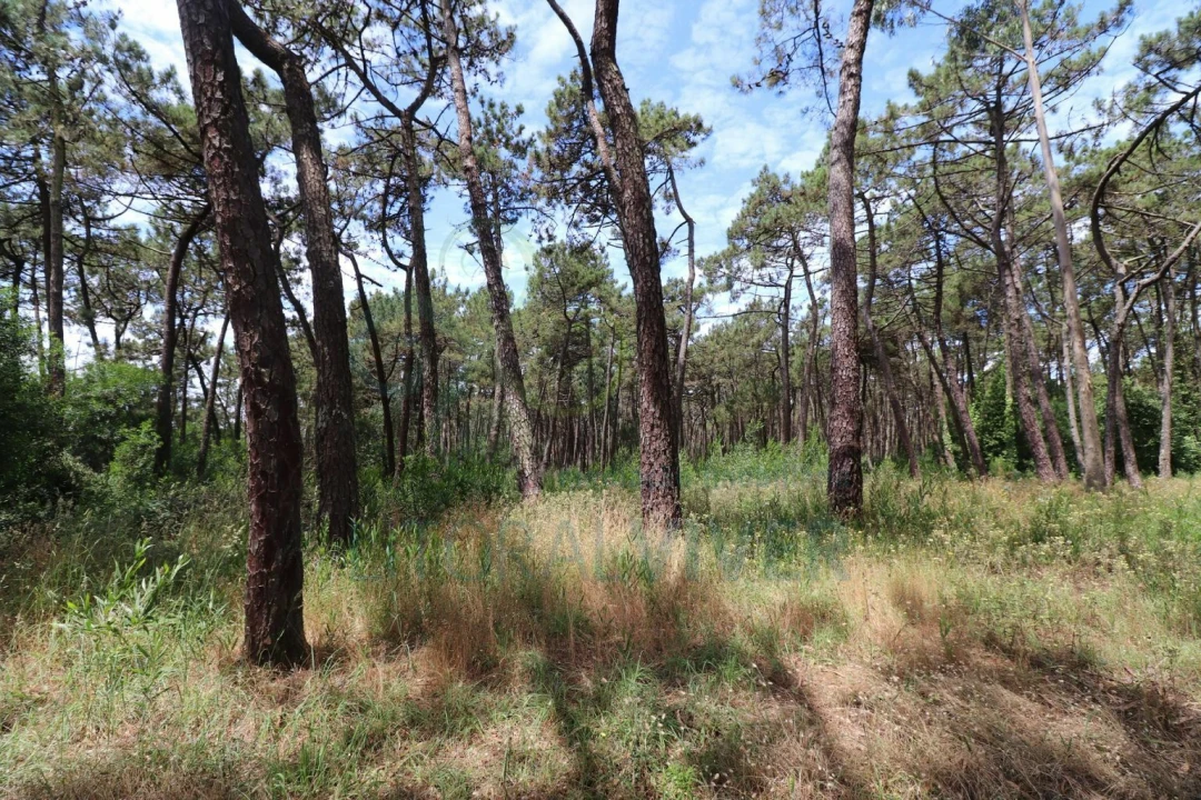 Terreno para Venda em Apúlia e Fão Foto 3