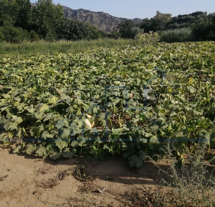 Terreno para Venda em Sampaio Foto 7