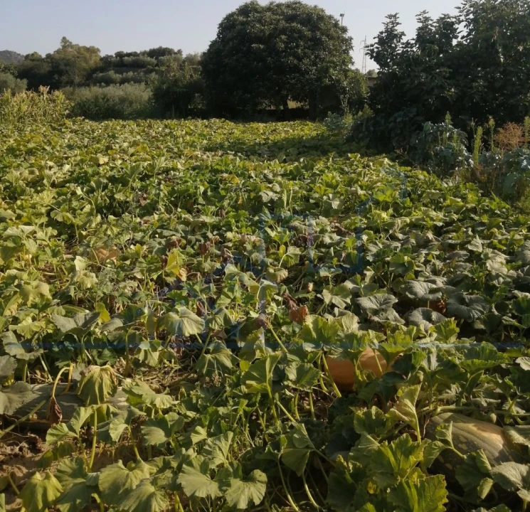 Terreno para Venda em Sampaio Foto 8