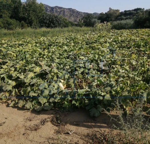 Terreno para Venda em Sampaio Foto 7