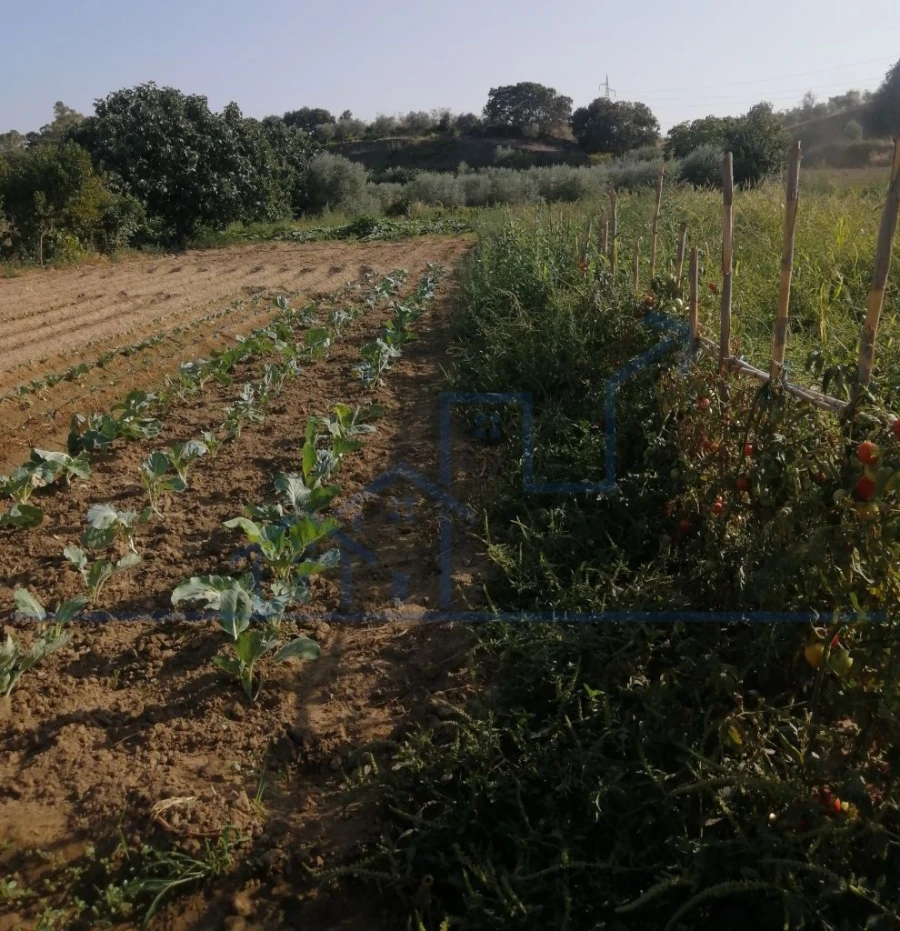 Terreno para Venda em Sampaio Foto 9