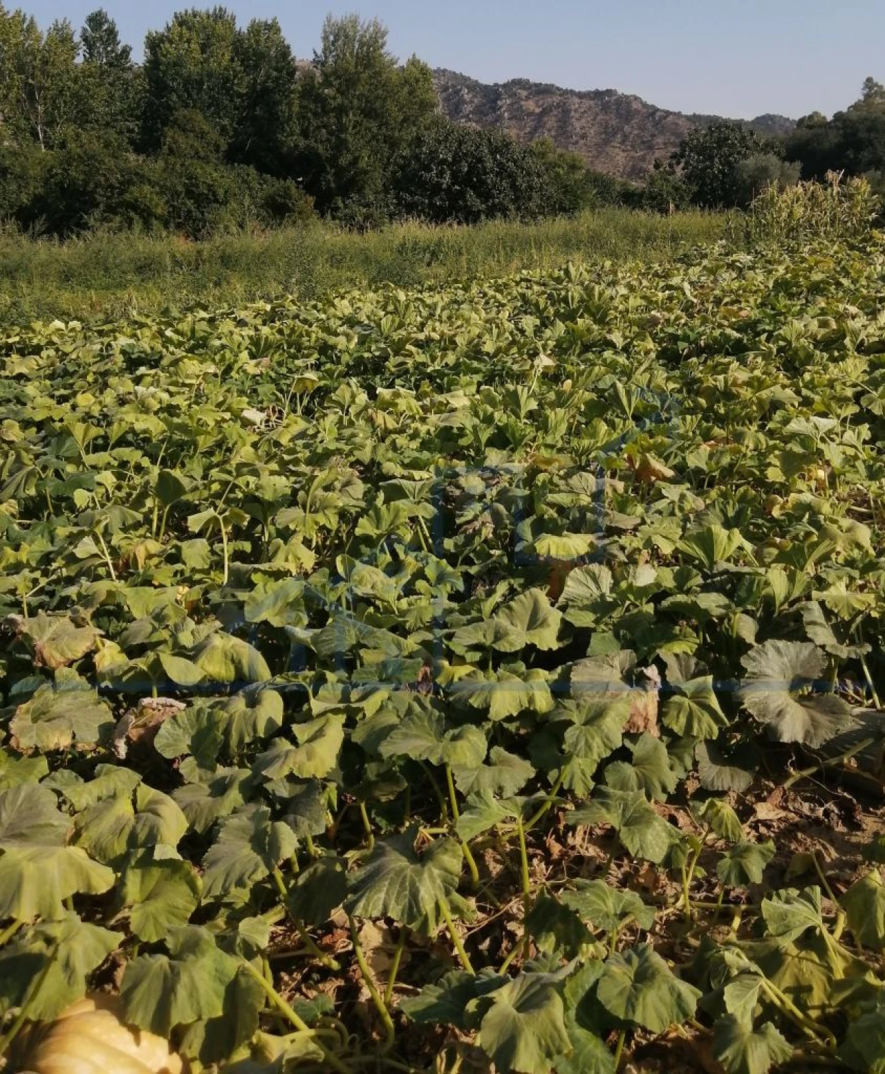 Terreno para Venda em Sampaio Foto 2