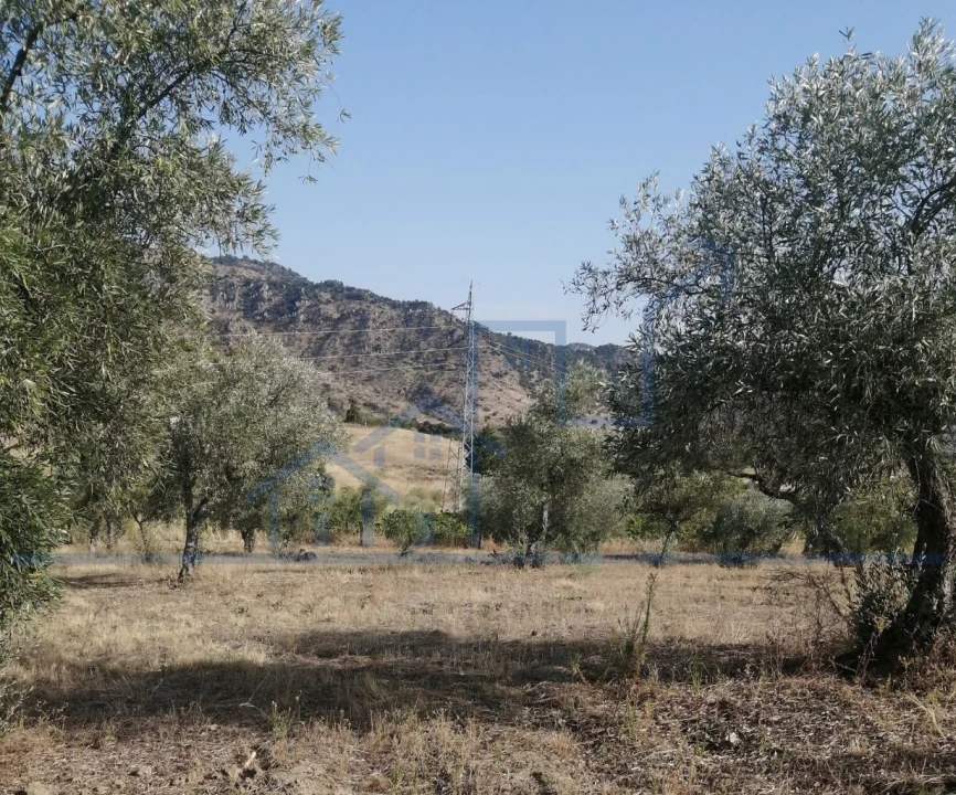 Terreno para Venda em Vila Flor e Nabo Foto 5