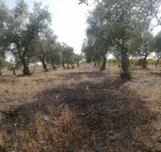 Terreno para Venda em Vila Flor e Nabo Foto 8