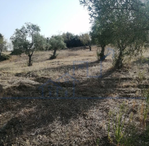 Terreno para Venda em Vila Flor e Nabo Foto 9