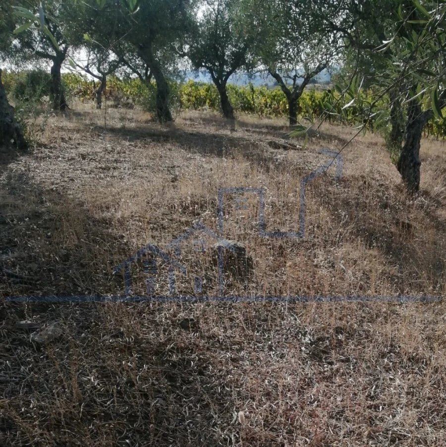 Terreno para Venda em Vila Flor e Nabo Foto 15