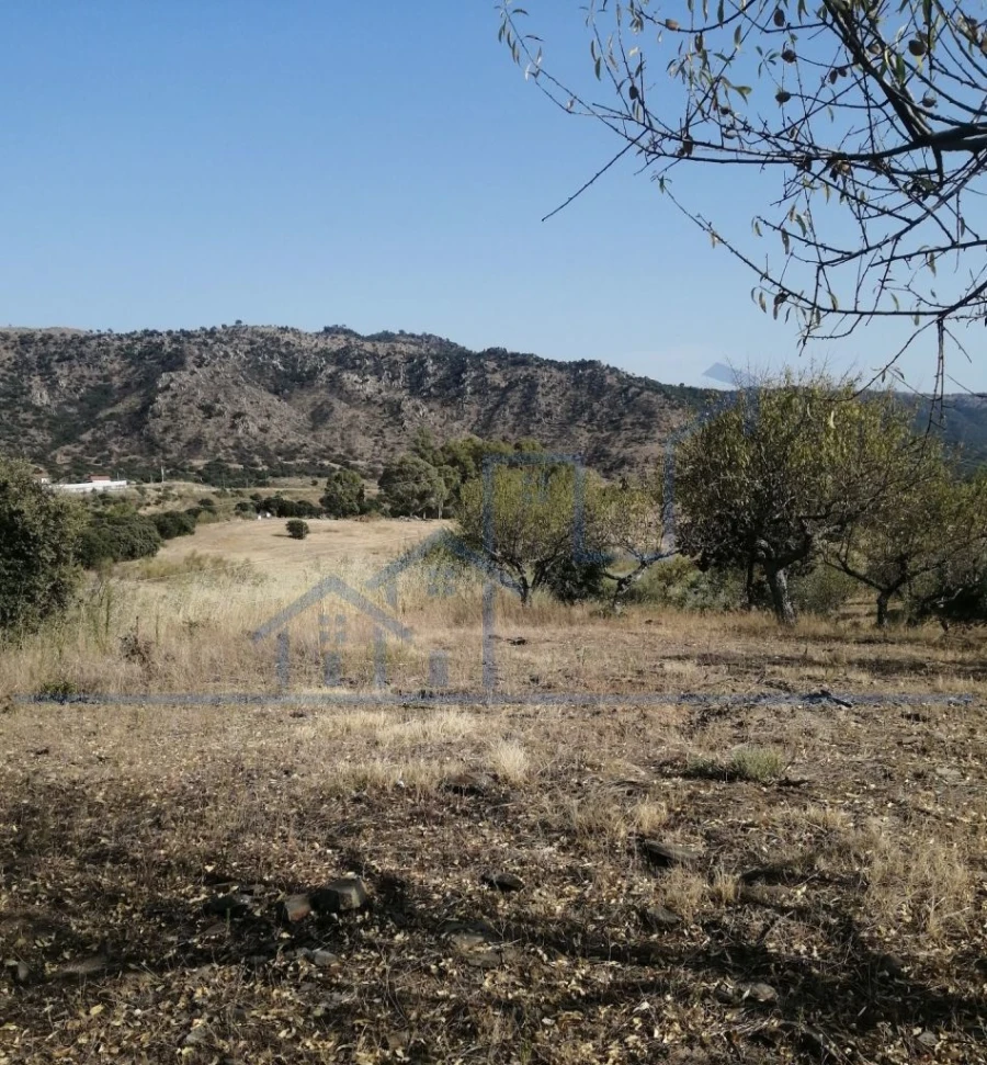 Terreno para Venda em Vila Flor e Nabo Foto 3