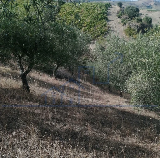 Terreno para Venda em Vila Flor e Nabo Foto 14