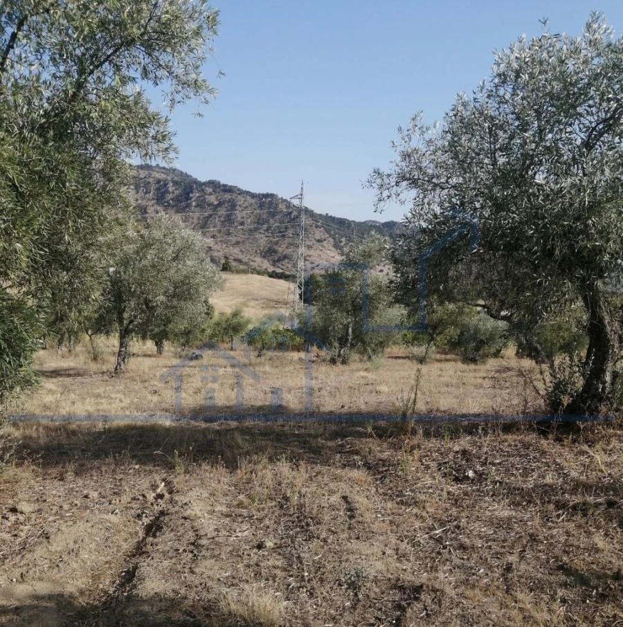 Terreno para Venda em Vila Flor e Nabo Foto 4