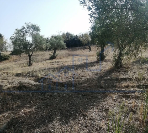 Terreno para Venda em Vila Flor e Nabo Foto 6
