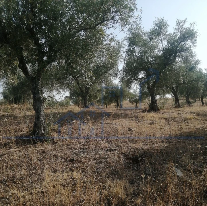 Terreno para Venda em Vila Flor e Nabo Foto 7