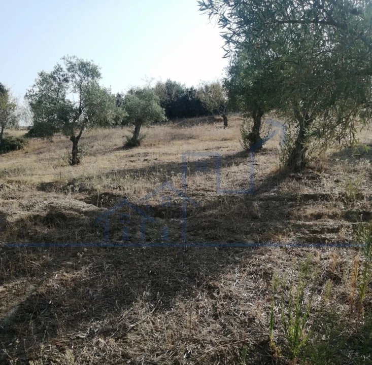 Terreno para Venda em Vila Flor e Nabo Foto 9