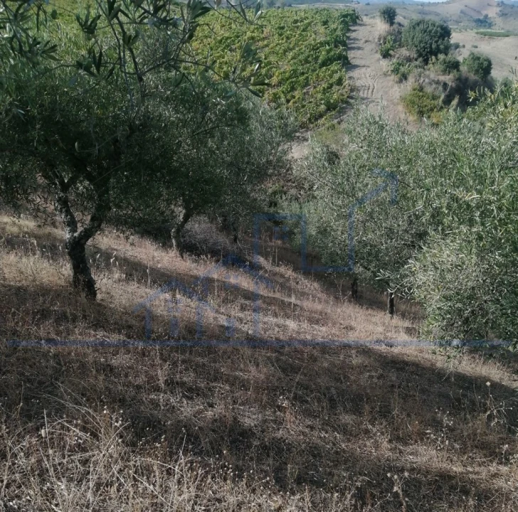 Terreno para Venda em Vila Flor e Nabo Foto 14
