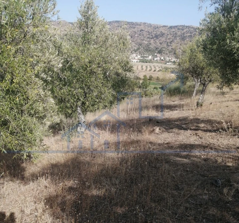 Terreno para Venda em Vila Flor e Nabo Foto 1