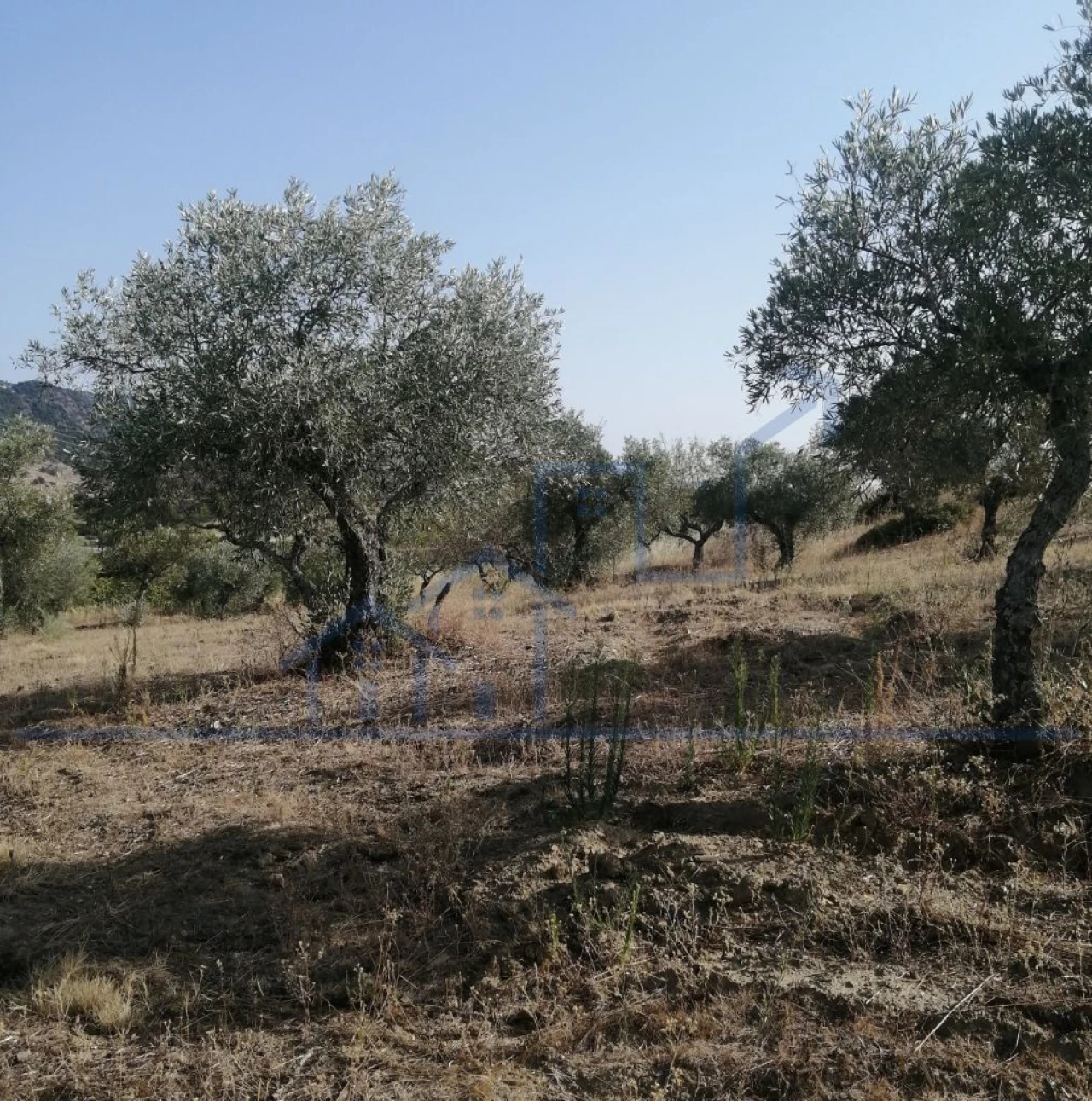 Terreno para Venda em Vila Flor e Nabo Foto 11