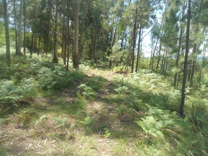 Terreno para Venda em Reboreda e Nogueira Foto 2
