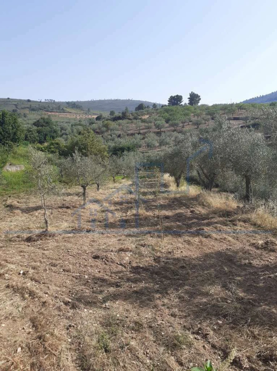 Terreno para Venda em Felgueiras e Maçores Foto 15