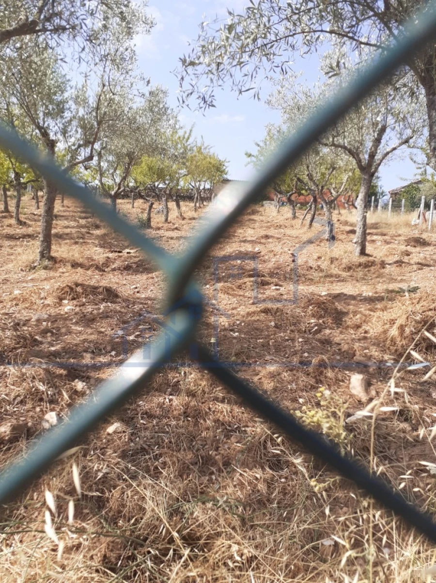 Terreno para Venda em Felgueiras e Maçores Foto 5