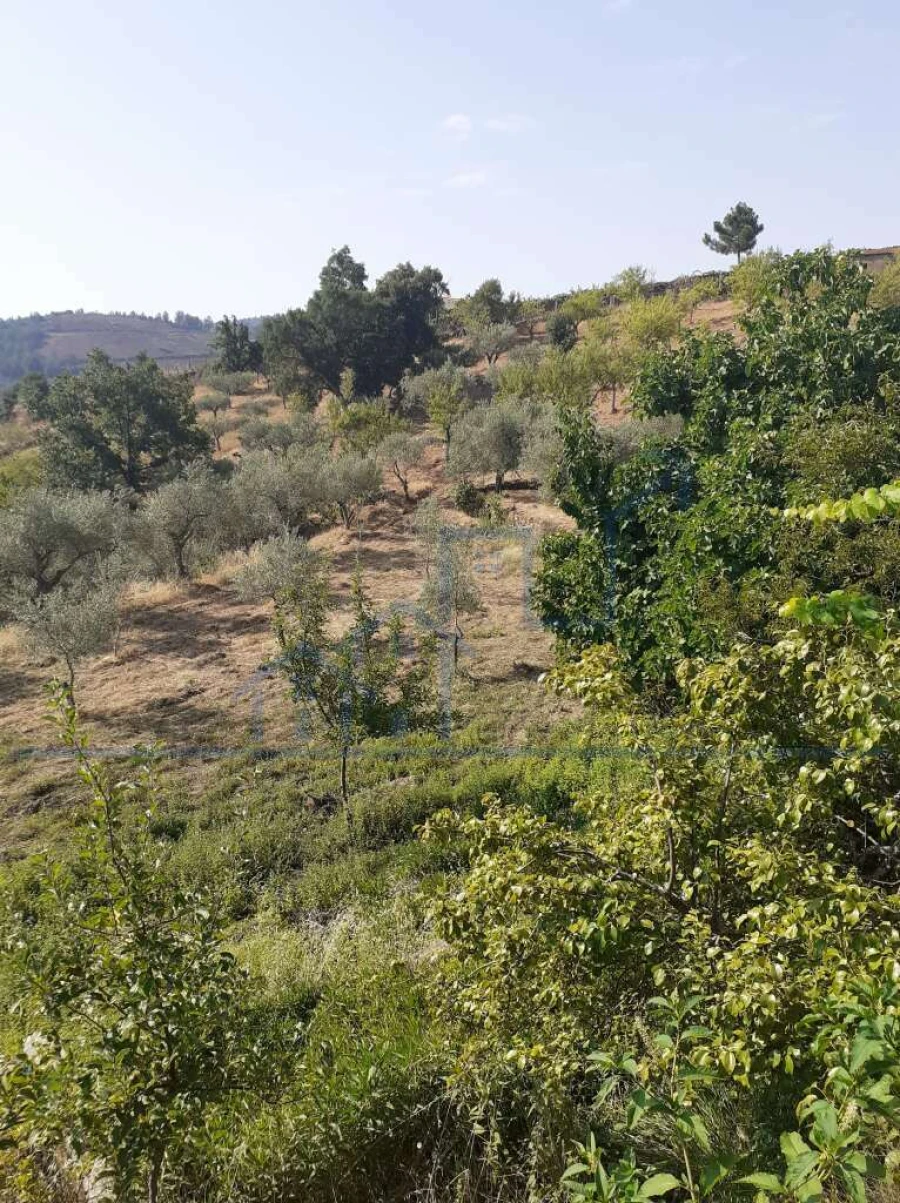 Terreno para Venda em Felgueiras e Maçores Foto 16