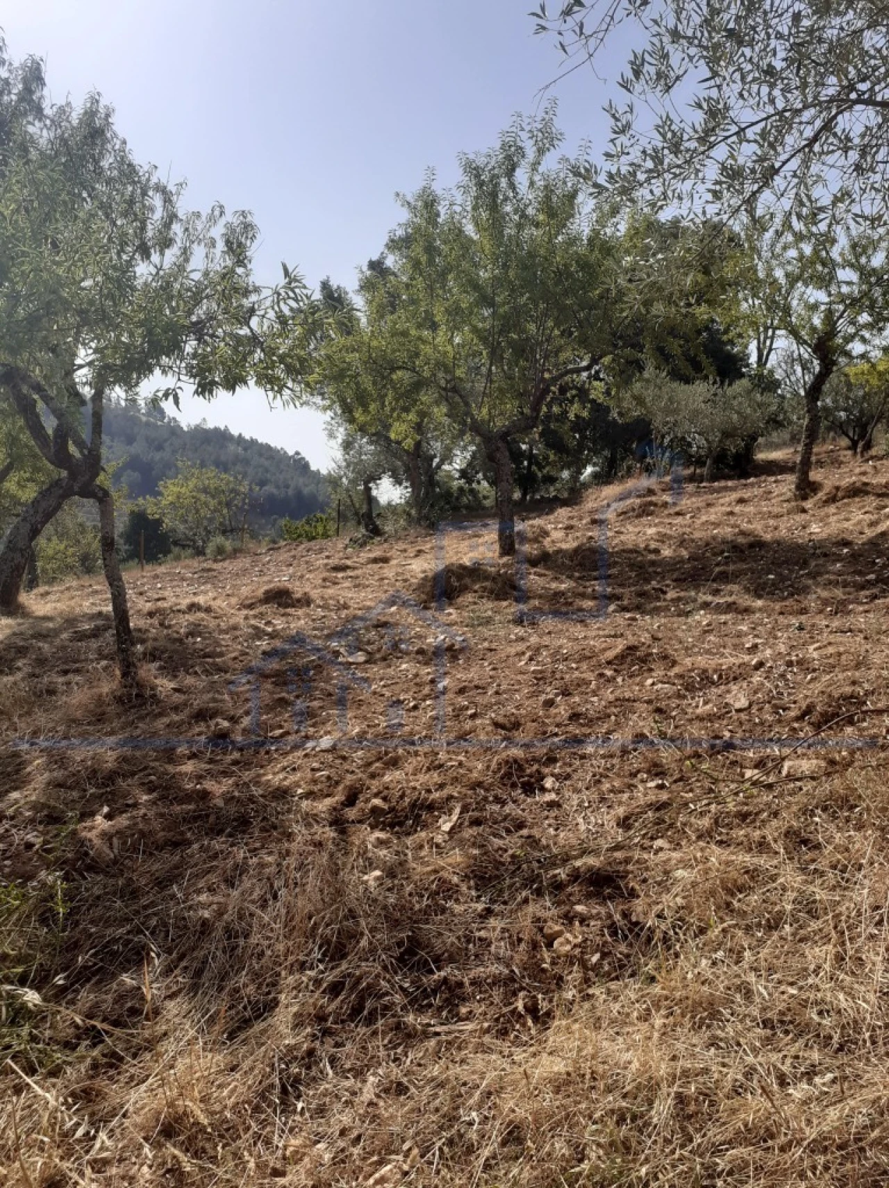 Terreno para Venda em Felgueiras e Maçores Foto 3