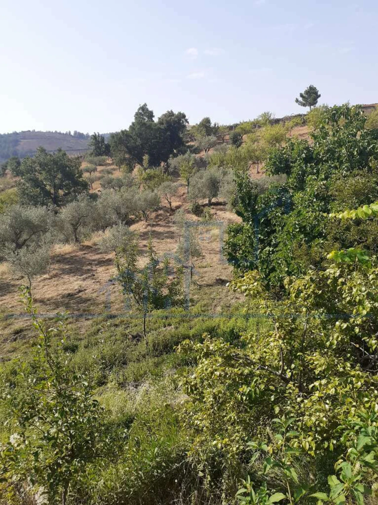 Terreno para Venda em Felgueiras e Maçores Foto 16