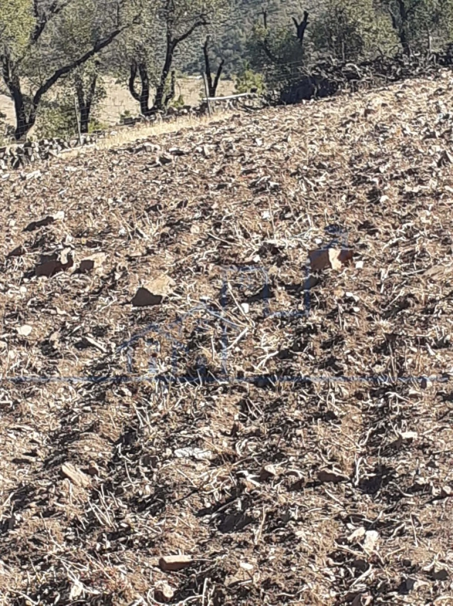 Terreno para Venda em Poiares Foto 6