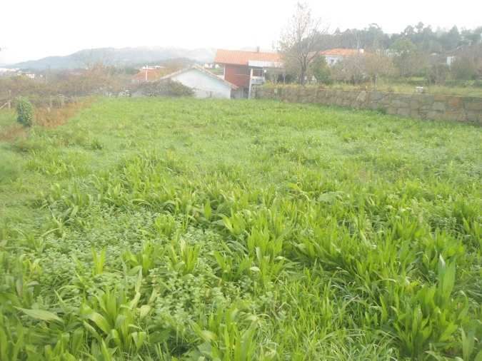 Terreno para Venda em Gondarem Foto 4