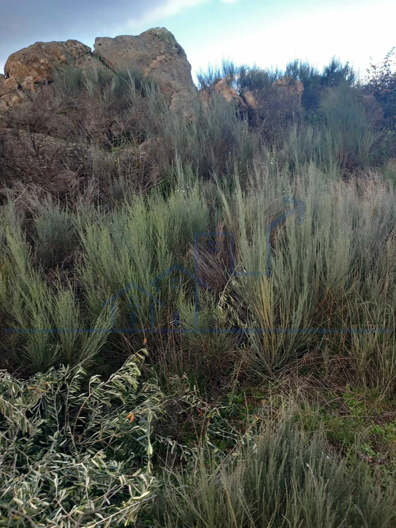 Terreno para Venda em Roios Foto 16