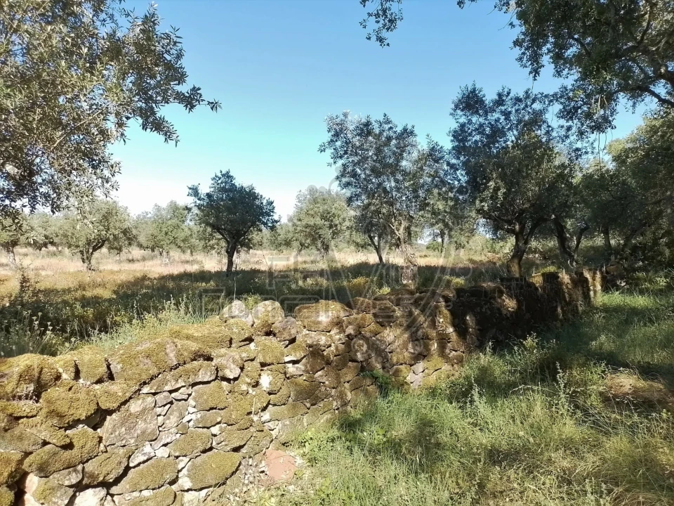 Terreno para Venda em Gloria Foto 12