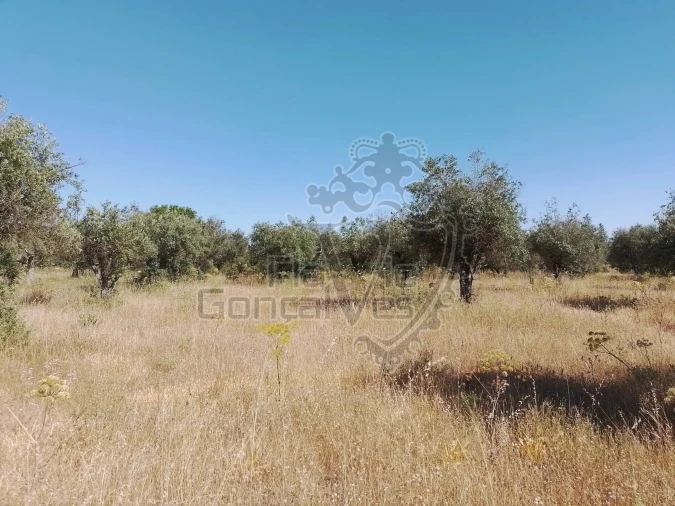 Terreno para Venda em Gloria Foto 4