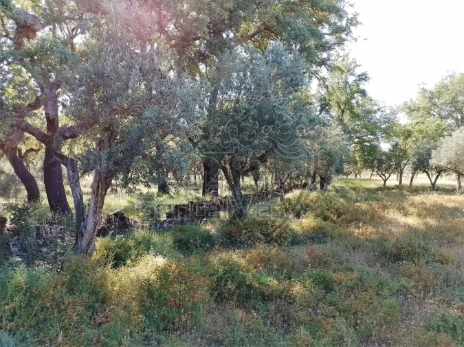 Terreno para Venda em Gloria Foto 11
