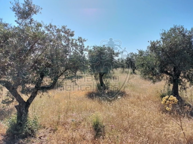 Terreno para Venda em Gloria Foto 3