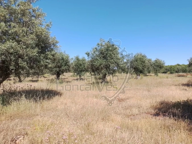 Terreno para Venda em Gloria Foto 10