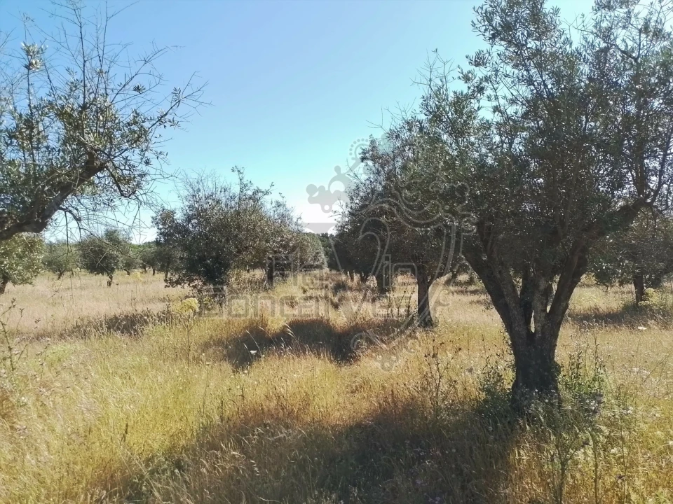 Terreno para Venda em Gloria Foto 6