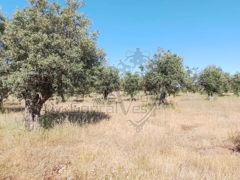 Terreno para Venda em Gloria Foto 9